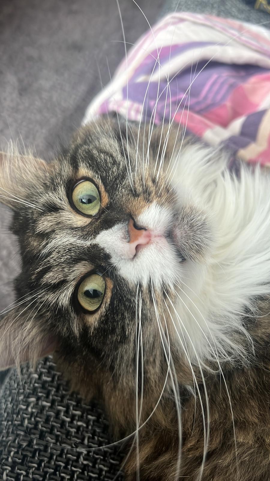 Haru, unser Kater