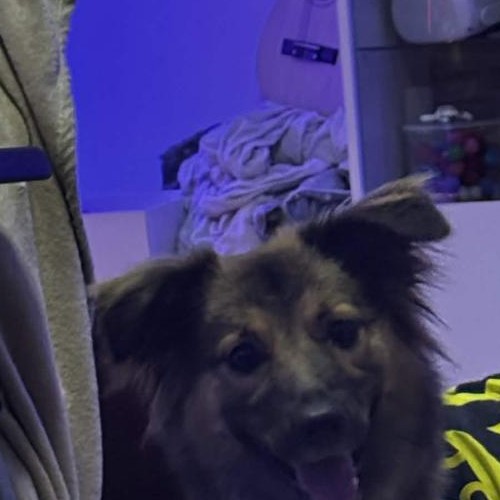 Yuki, unsere Hündin